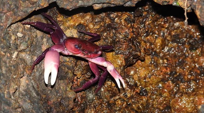 Ghatkia Crab