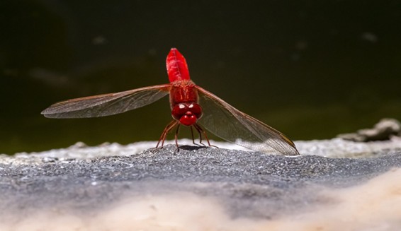 Crocothemis Erythraea