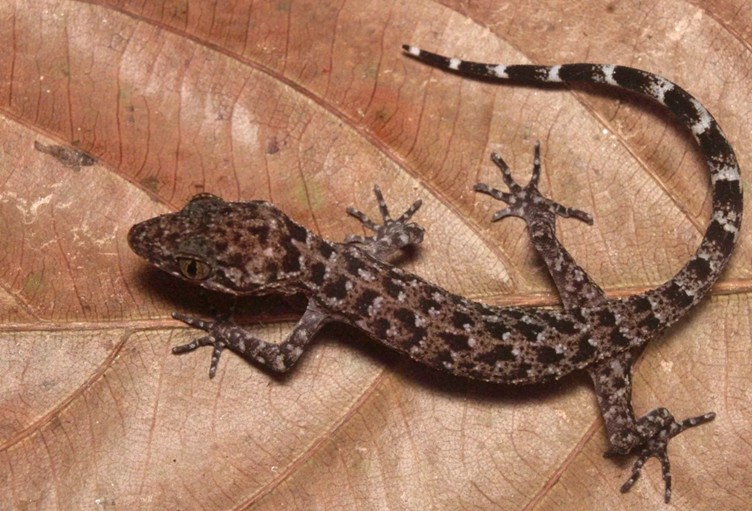  Cyrtodactylus jayadityai