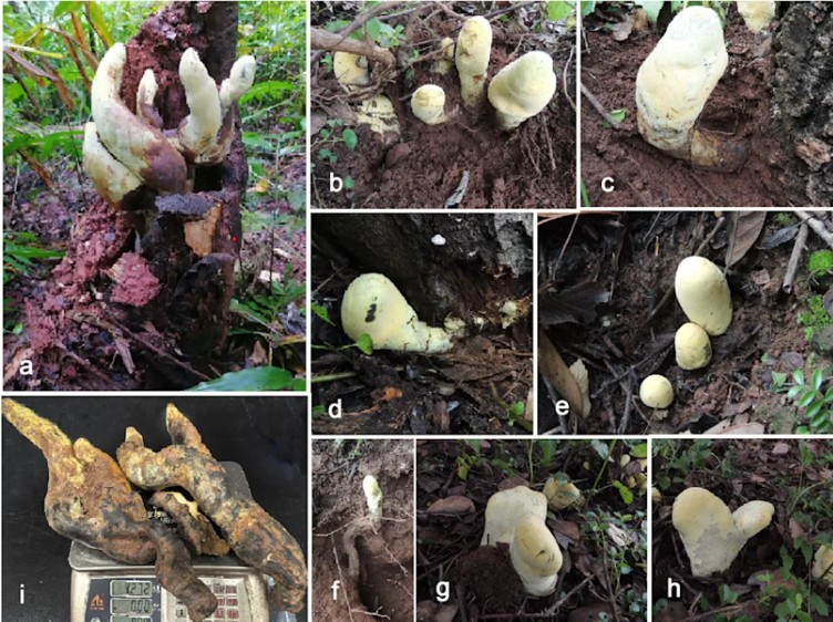 D-Rex Fungus