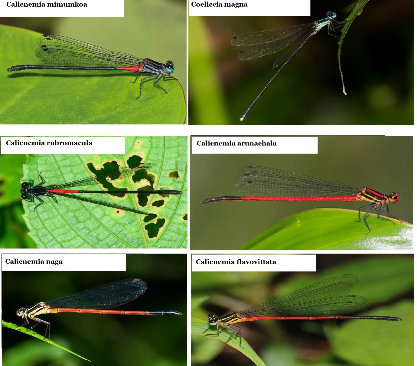 Damselfly Species - 6
