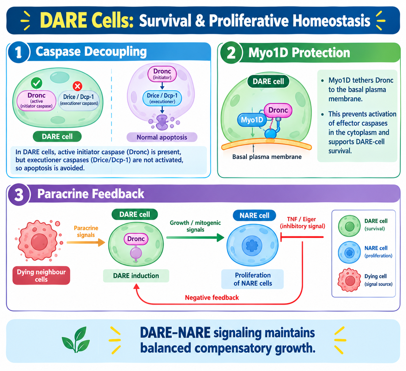 DARE CELLS