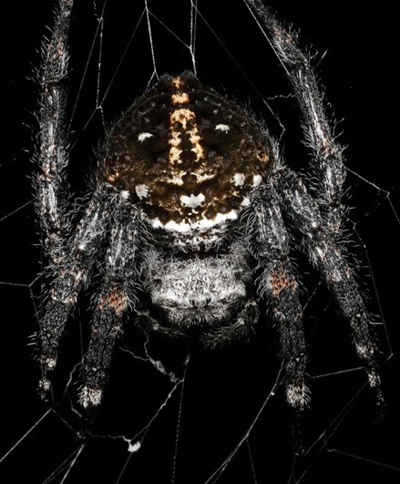 Darwin’s Bark Spider 