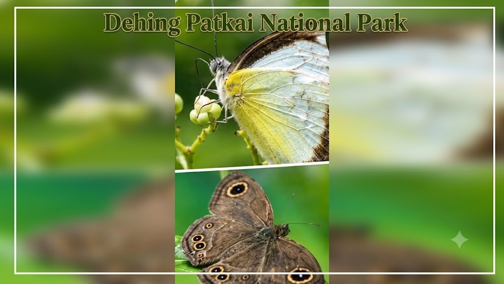 Dehing Patkai National Park.upsc