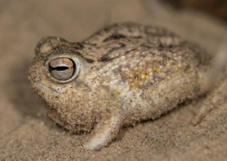 Desert Frog