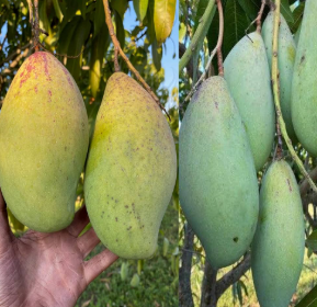 sgerg tapori mango