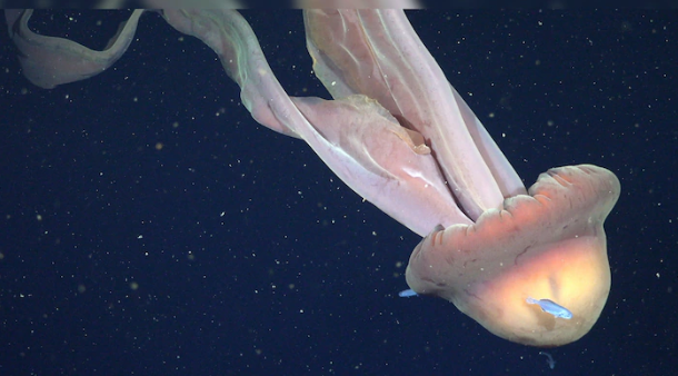 Giant Phantom Jellyfish