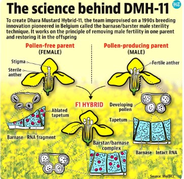 DMH 11