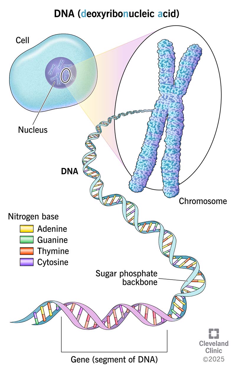 DNA