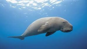 Dugong 