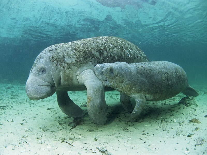Dugongs