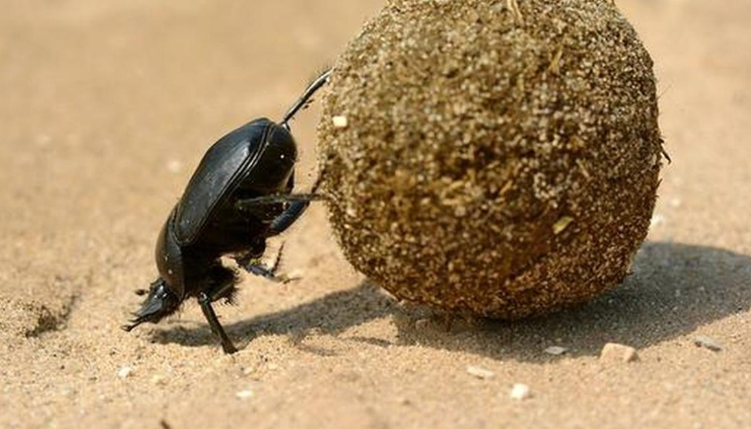 dung beetle
