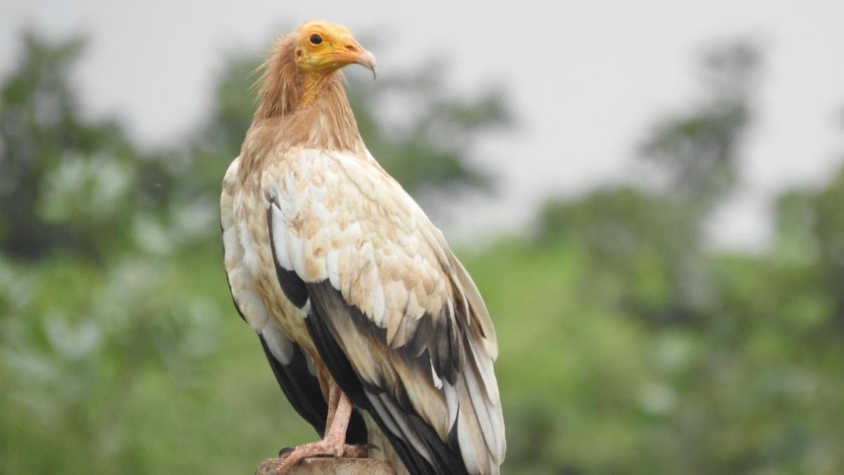 Egyptian Vulture