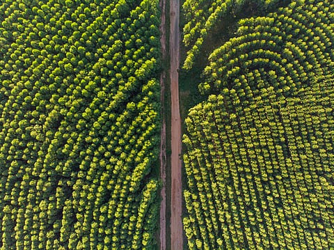 EUCALYPTUS