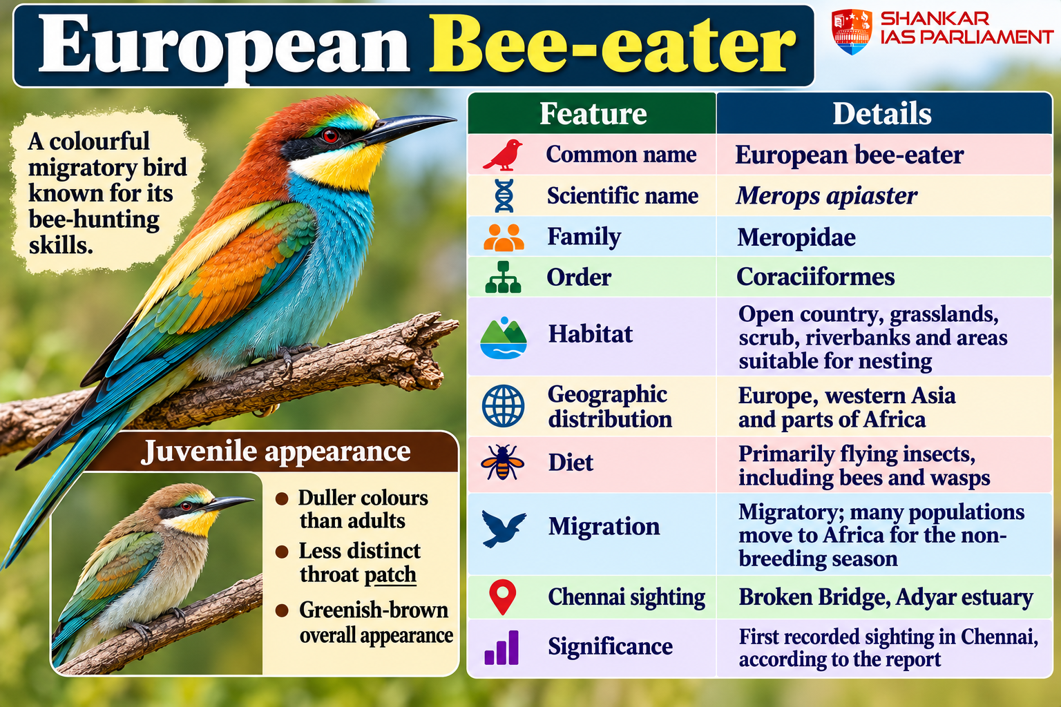 european-bee-eater-infographic-guide.png