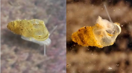 Eyeless Freshwater Cave Snail