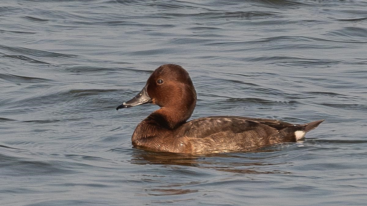 Ferruginous Pochard