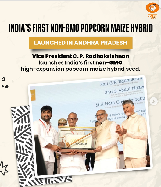 First Non‑GMO High‑Expansion Popcorn Maize Hybrid
