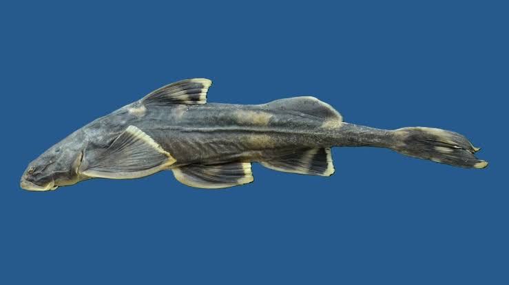 Pseudecheneis likimroensis
