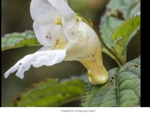 Impatiens nimspurjai