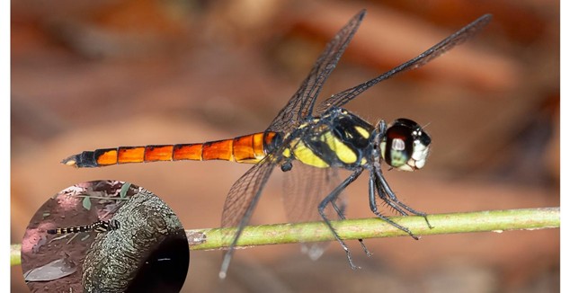 FLy