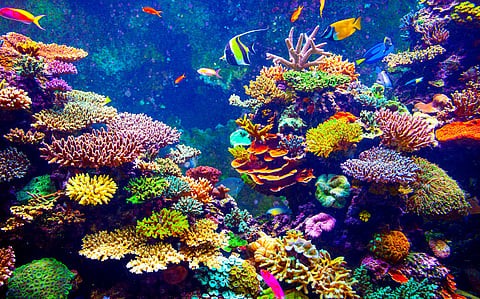 Fossil Corals