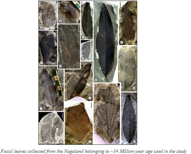 Fossil leaves