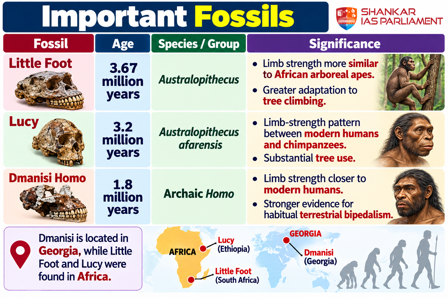 human evolution - fossil studies