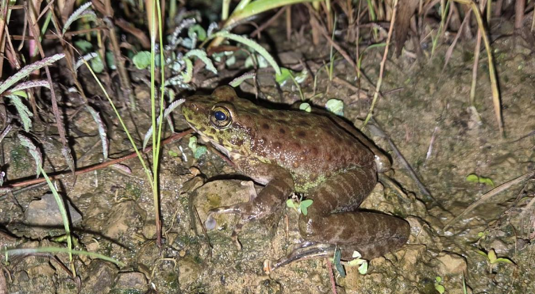 Frog Species 