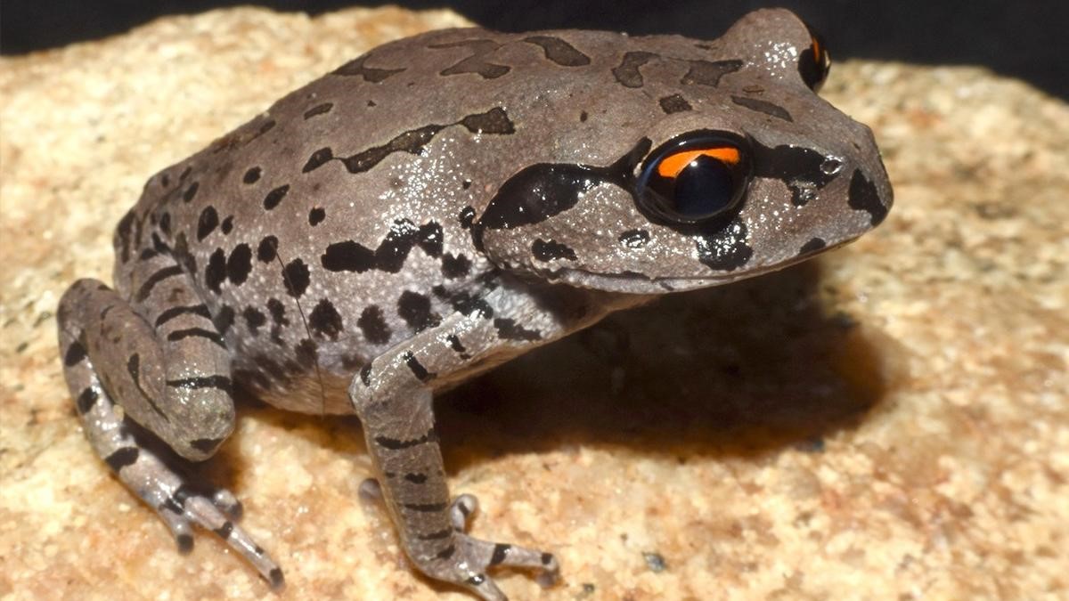 frogg