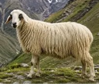 Gaddi sheep