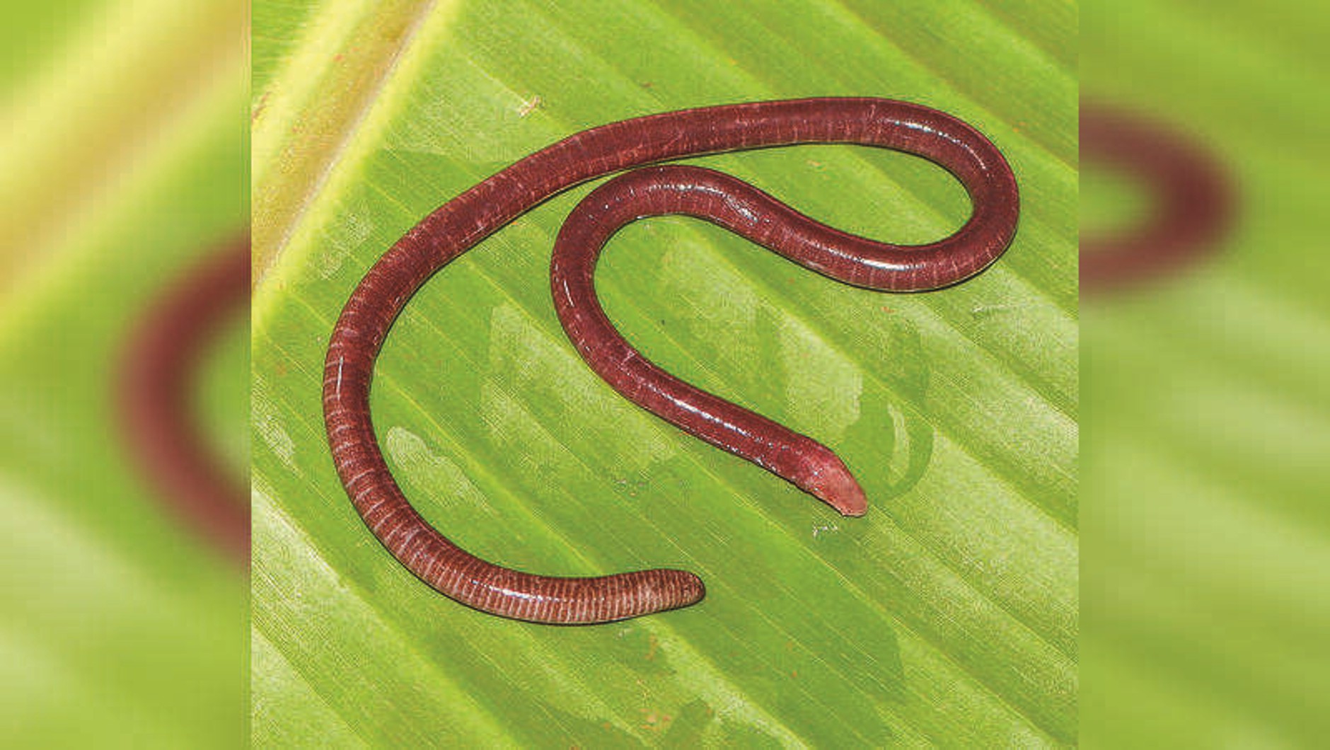 Gegeneophis chandgadi