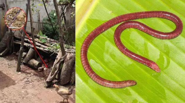 Gegeneophis Chandgadi 
