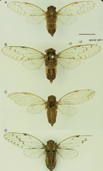 Genus Neoterpnosia