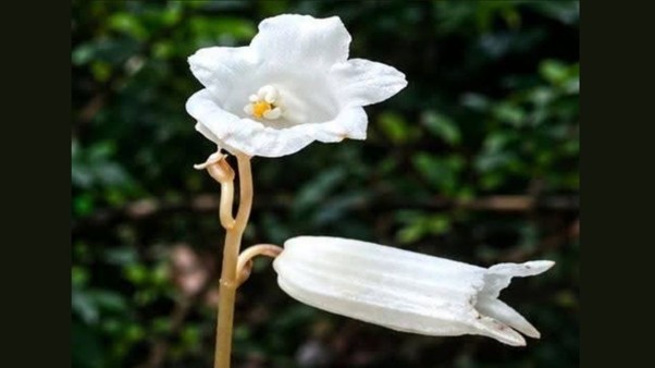 'Ghost Flower' orchid