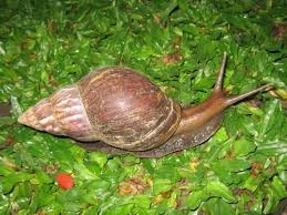 Giant African Snail