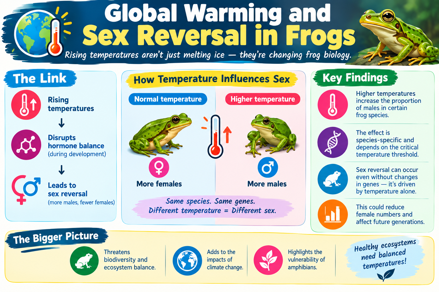Global Warming and Sex Reversal in Frogs