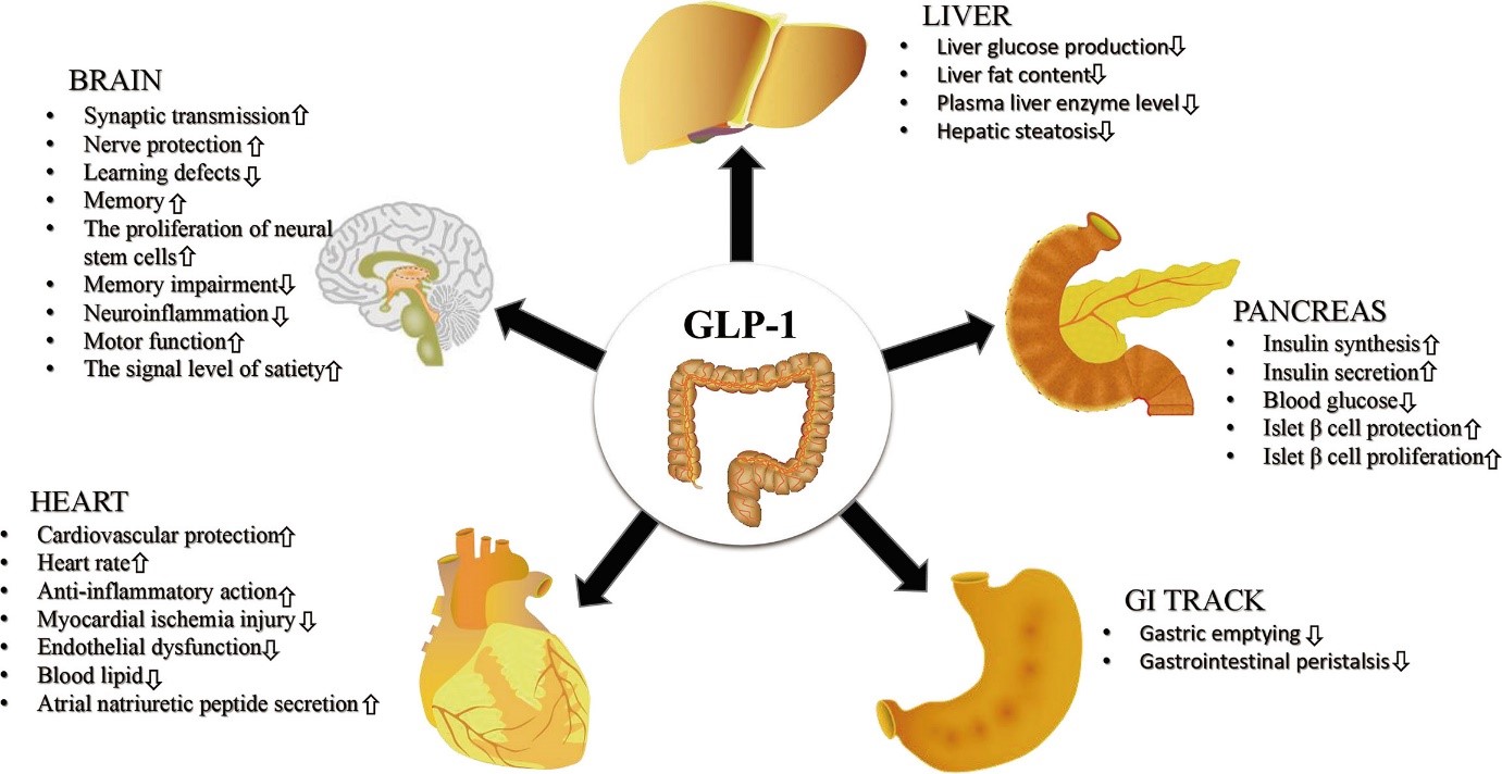 GLP 1 
