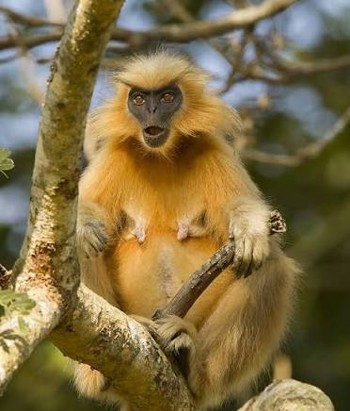 Golden Langur