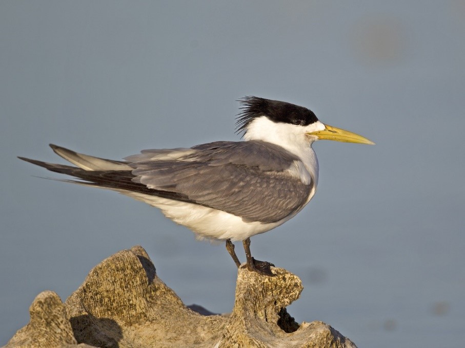 Great Crested Tern