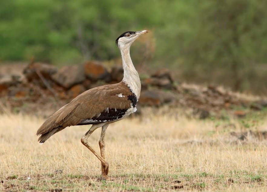 Great Indian Bustard (GIB)