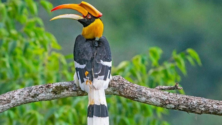 Greater Hornbill