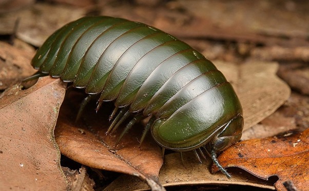  Green Pill Millipede