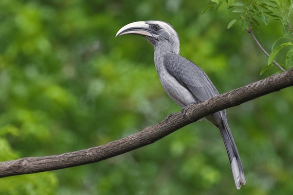 Grey Hornbill