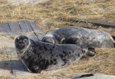 Grey Seal