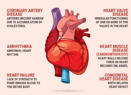 Heart 3