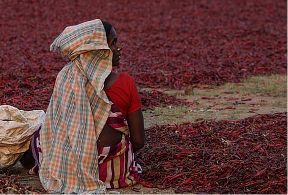 Her Harvest 2026