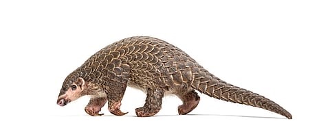 Himalayan Pangolin