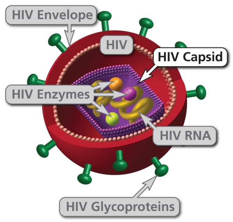 HIV Capsid