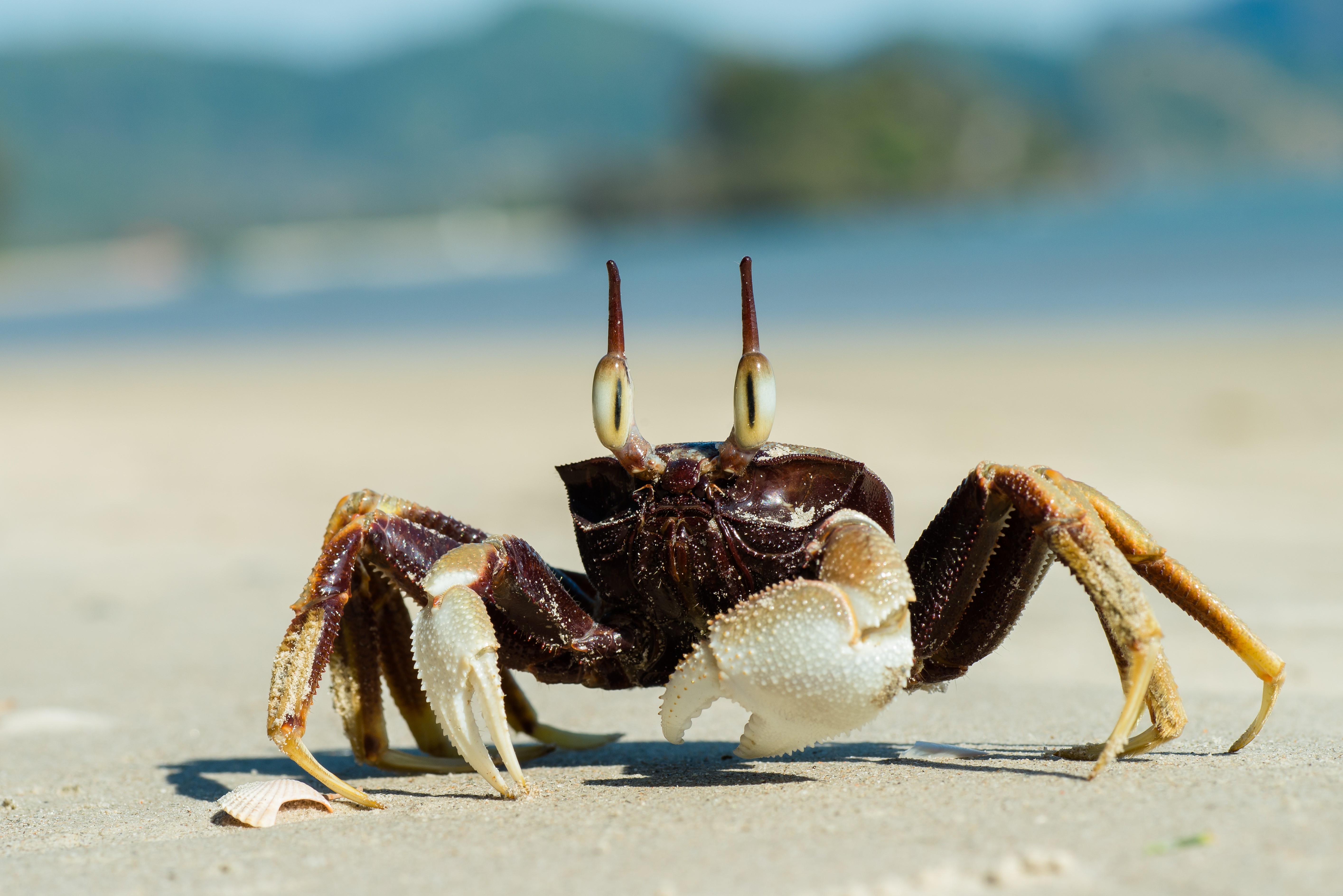 Horn-eyed Ghost Crab